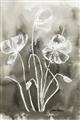 Picture of Brown & White Flower I  _GroupedProduct_Rectangle_Portrait_Unframed_Print_Only_