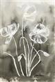 Picture of Brown & White Flower I  _GroupedProduct_Rectangle_Portrait_Unframed_Print_Only_