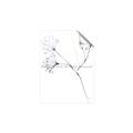 Picture of Flowering Tree Twigs II _GroupedProduct_Rectangle_Portrait_Unframed_Print_Only_
