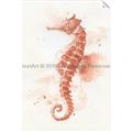 Picture of Coral Seahorse _GroupedProduct_Rectangle_Portrait_Unframed_Print_Only_