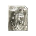 Picture of Brown & White Flower II _GroupedProduct_Rectangle_Portrait_Unframed_Print_Only_