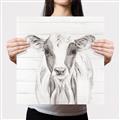 Picture of Frontal Cow Portrait _GroupedProduct_Square_Canvas_