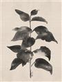 Picture of Black Linen Leaves II _GroupedProduct_Rectangle_Portrait_Unframed_Print_Only_