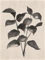 Picture of Black Linen Leaves IV _GroupedProduct_Rectangle_Portrait_Unframed_Print_Only_