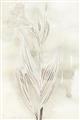 Picture of Transparent Tulip I _GroupedProduct_Rectangle_Portrait_Unframed_Print_Only_