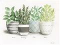 Picture of Pots With Flower _GroupedProduct_Rectangle_Landscape_Unframed_Print_Only_