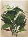 Picture of Tropical Greens _GroupedProduct_Rectangle_Portrait_Unframed_Print_Only_
