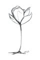 Picture of Single Flower I _GroupedProduct_Rectangle_Portrait_Unframed_Print_Only_