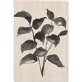 Picture of Black Linen Leaves IV _GroupedProduct_Rectangle_Portrait_Canvas_