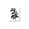Picture of Black Leaves II _GroupedProduct_Rectangle_Portrait_Canvas_