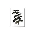 Picture of Black Leaves II _GroupedProduct_Rectangle_Portrait_Canvas_