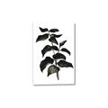 Picture of Black Leaves II _GroupedProduct_Rectangle_Portrait_Canvas_