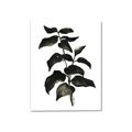 Picture of Black Leaves II _GroupedProduct_Rectangle_Portrait_Canvas_