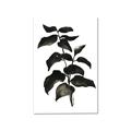 Picture of Black Leaves II _GroupedProduct_Rectangle_Portrait_Canvas_