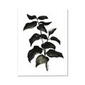 Picture of Black Leaves II _GroupedProduct_Rectangle_Portrait_Canvas_
