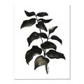 Picture of Black Leaves II _GroupedProduct_Rectangle_Portrait_Canvas_