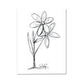 Picture of Single Flower III _GroupedProduct_Rectangle_Portrait_Canvas_