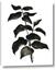 Picture of Black Leaves II