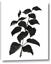 Picture of Black Leaves I