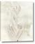 Picture of Transparent Tulip I