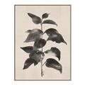 Picture of Black Linen Leaves II _GroupedProduct_Rectangle_Portrait_Canvas_Framed_