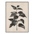 Picture of Black Linen Leaves II _GroupedProduct_Rectangle_Portrait_Canvas_Framed_