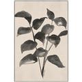 Picture of Black Linen Leaves IV _GroupedProduct_Rectangle_Portrait_Canvas_Framed_