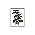 Picture of Black Leaves II _GroupedProduct_Rectangle_Portrait_Canvas_Framed_