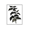 Picture of Black Leaves II _GroupedProduct_Rectangle_Portrait_Canvas_Framed_