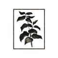 Picture of Black Leaves II _GroupedProduct_Rectangle_Portrait_Canvas_Framed_
