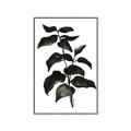 Picture of Black Leaves II _GroupedProduct_Rectangle_Portrait_Canvas_Framed_