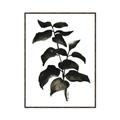Picture of Black Leaves II _GroupedProduct_Rectangle_Portrait_Canvas_Framed_