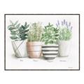 Picture of Pots With Flower I _GroupedProduct_Rectangle_Landscape_Canvas_Framed_