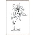 Picture of Single Flower III _GroupedProduct_Rectangle_Portrait_Canvas_Framed_