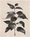 Picture of Black Linen Leaves II _GroupedProduct_Rectangle_Portrait_Unframed_Print_Only_