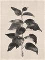 Picture of Black Linen Leaves II _GroupedProduct_Rectangle_Portrait_Unframed_Print_Only_
