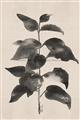 Picture of Black Linen Leaves II _GroupedProduct_Rectangle_Portrait_Unframed_Print_Only_