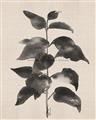 Picture of Black Linen Leaves II _GroupedProduct_Rectangle_Portrait_Unframed_Print_Only_