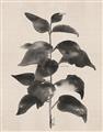 Picture of Black Linen Leaves II _GroupedProduct_Rectangle_Portrait_Unframed_Print_Only_