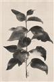 Picture of Black Linen Leaves II _GroupedProduct_Rectangle_Portrait_Unframed_Print_Only_