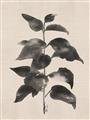 Picture of Black Linen Leaves II _GroupedProduct_Rectangle_Portrait_Unframed_Print_Only_