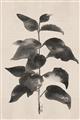 Picture of Black Linen Leaves II _GroupedProduct_Rectangle_Portrait_Unframed_Print_Only_