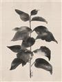 Picture of Black Linen Leaves II _GroupedProduct_Rectangle_Portrait_Unframed_Print_Only_