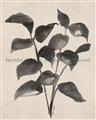 Picture of Black Linen Leaves IV _GroupedProduct_Rectangle_Portrait_Unframed_Print_Only_