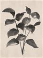 Picture of Black Linen Leaves IV _GroupedProduct_Rectangle_Portrait_Unframed_Print_Only_