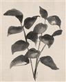 Picture of Black Linen Leaves IV _GroupedProduct_Rectangle_Portrait_Unframed_Print_Only_