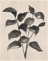 Picture of Black Linen Leaves IV _GroupedProduct_Rectangle_Portrait_Unframed_Print_Only_