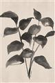 Picture of Black Linen Leaves IV _GroupedProduct_Rectangle_Portrait_Unframed_Print_Only_