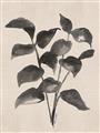 Picture of Black Linen Leaves IV _GroupedProduct_Rectangle_Portrait_Unframed_Print_Only_