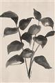 Picture of Black Linen Leaves IV _GroupedProduct_Rectangle_Portrait_Unframed_Print_Only_